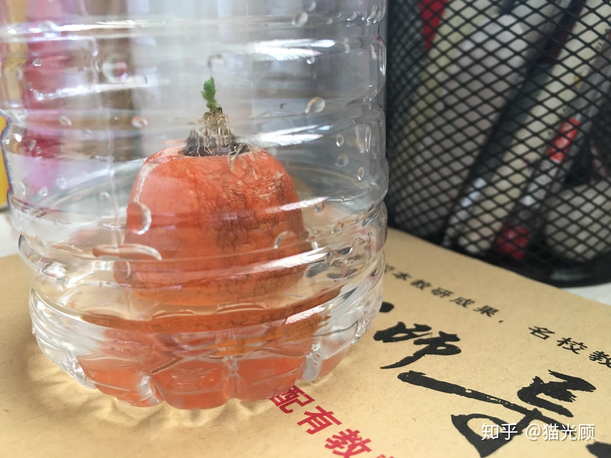 水培胡萝卜 记录 - 知乎