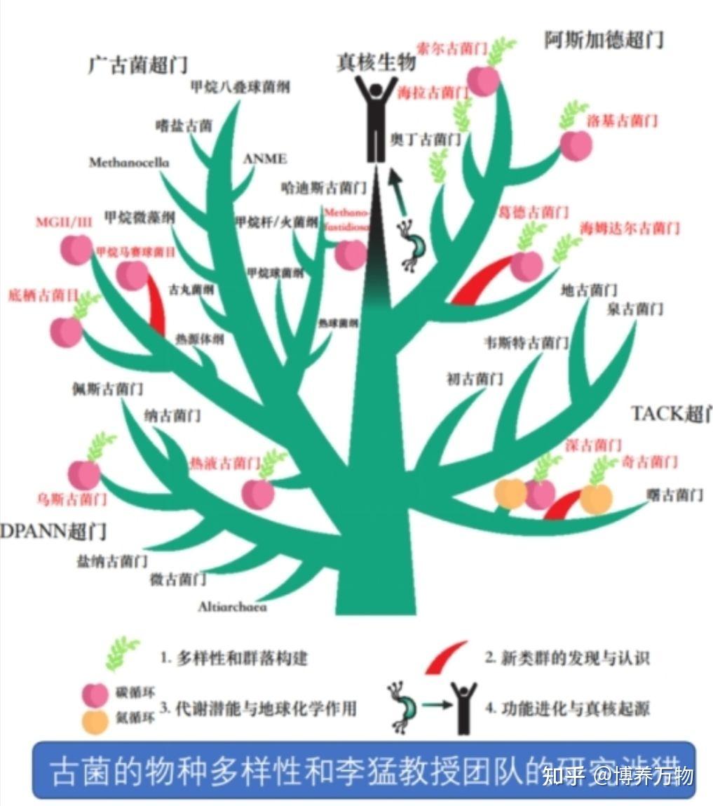 【古菌域全系列6】槽虫类:扯扯真核生物那些古老且冷门的界 - 知乎