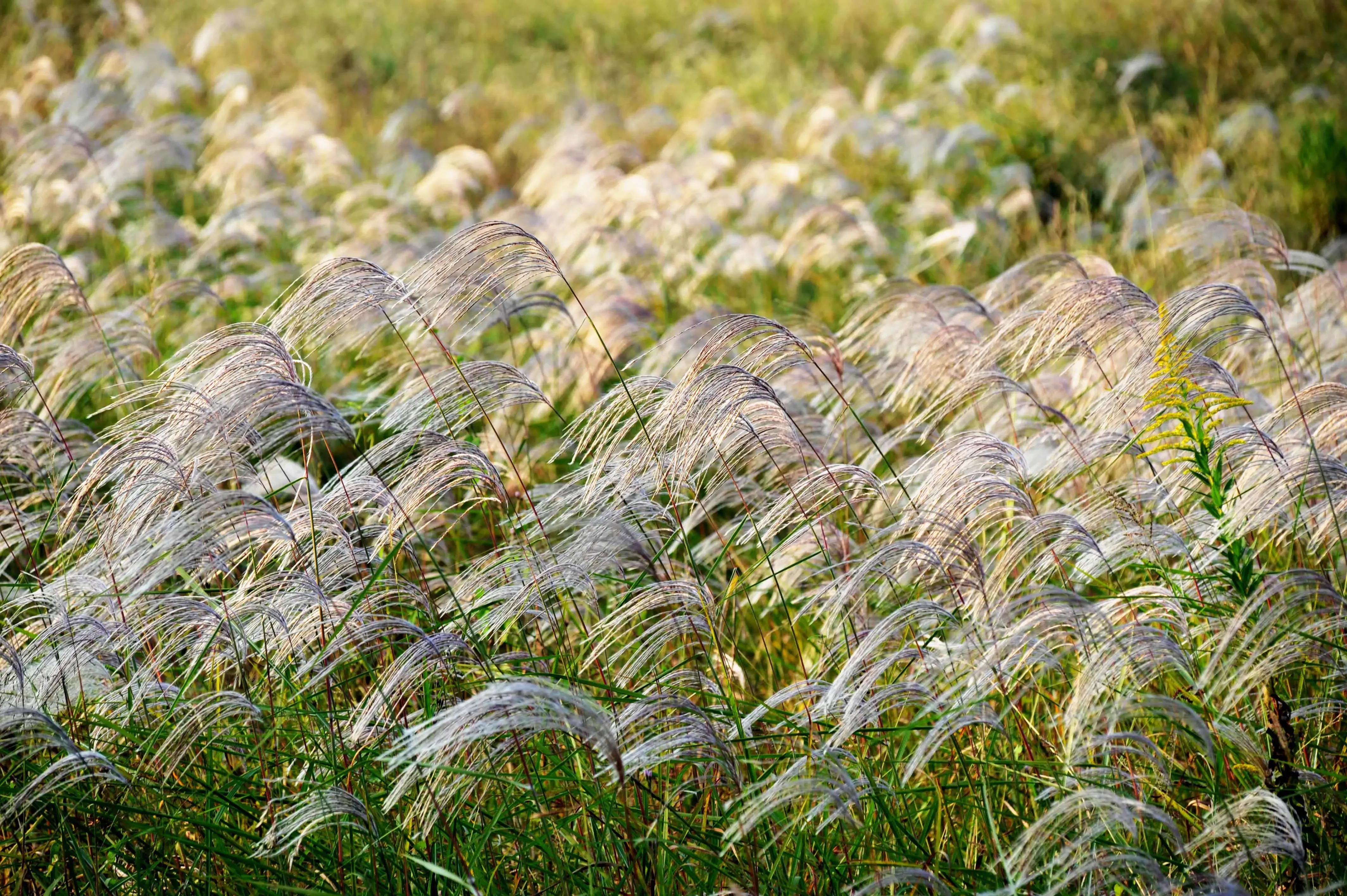 10句秋风诗词,一句一思念
