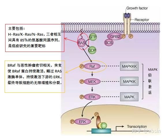 激动剂抑制剂全推荐——mapkerk信号通路阻断剂 Pd98059 知乎eoa 1372