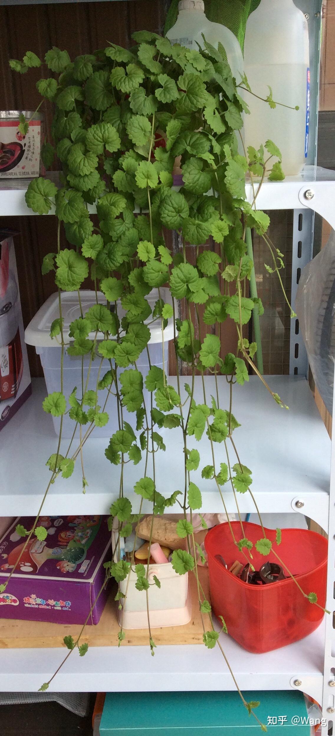 谈一谈金钱薄荷