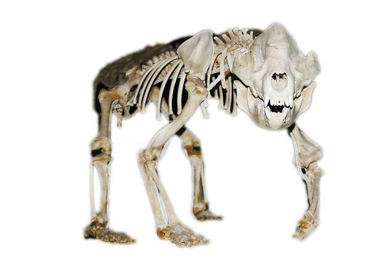 7种动物死后的骨骼,完全认不出来它们活着的模样,大熊猫太狰狞