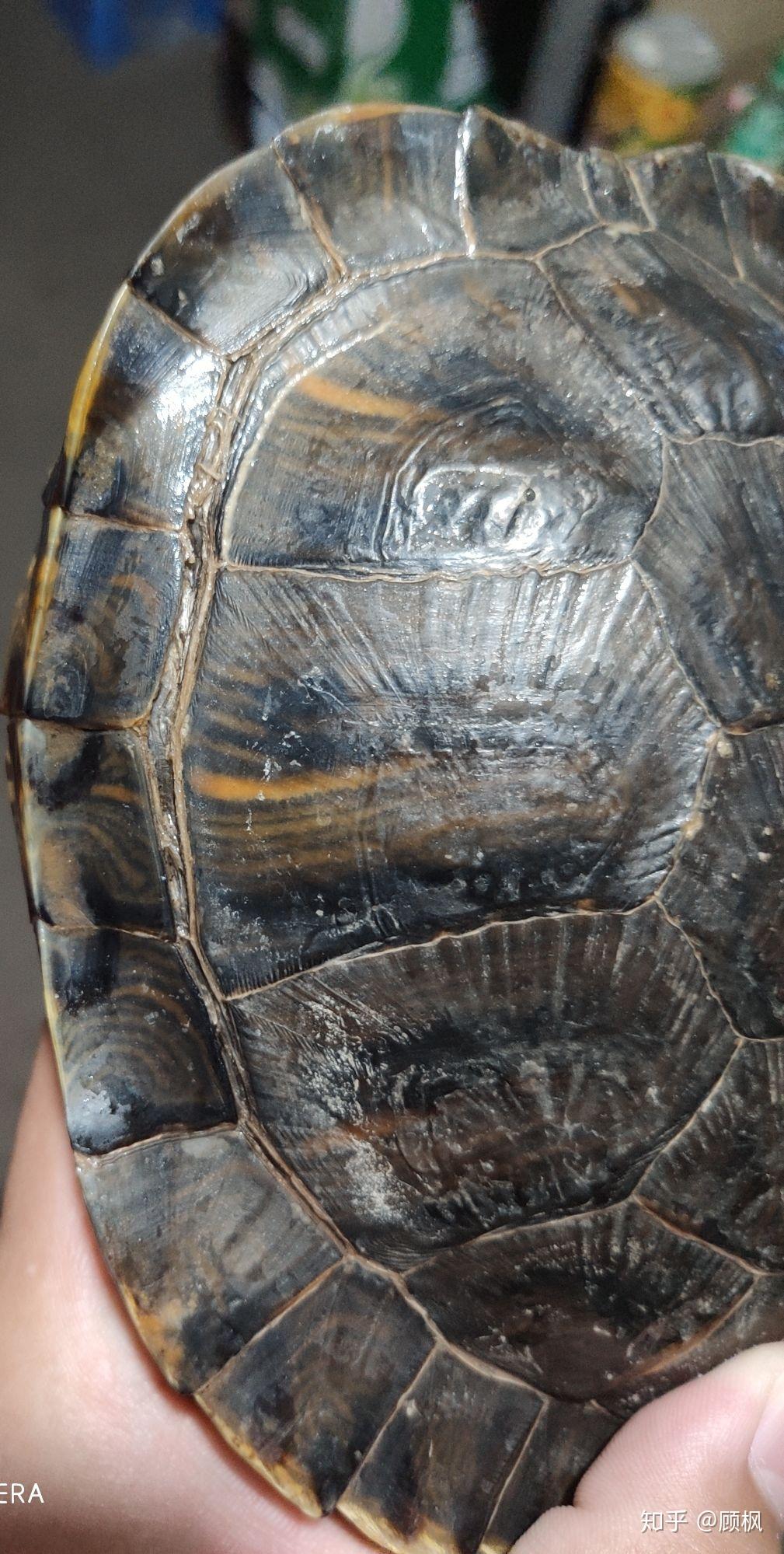 乌龟背上裂纹 - 知乎