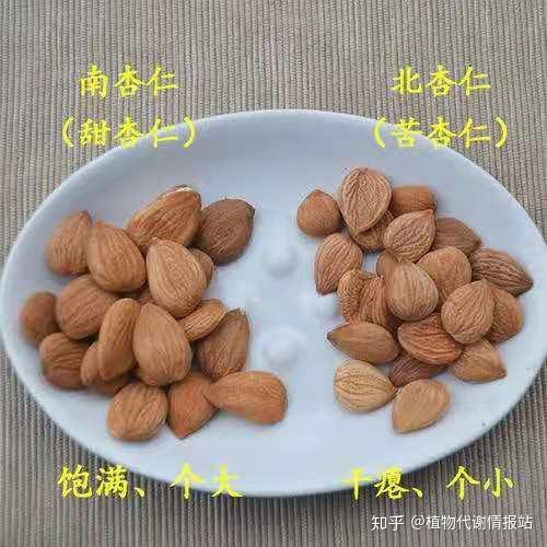 【科普】苦杏仁?甜杏仁?别傻傻分不清楚了 - 知乎