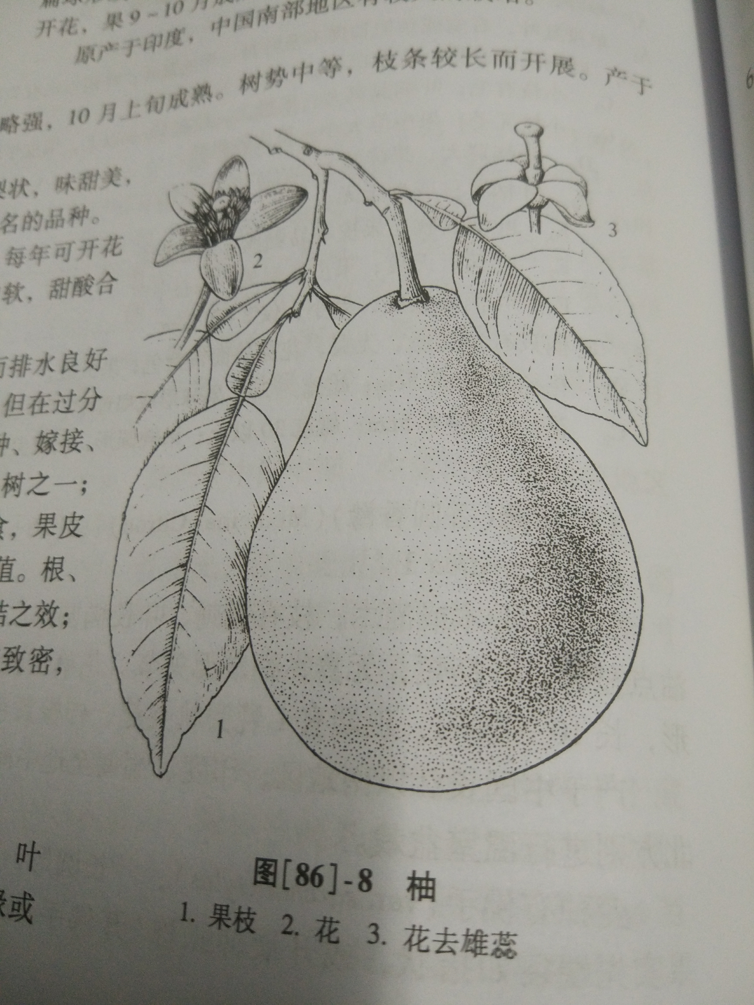 可以检测柚子的大小，形状及内部结构 - 知乎