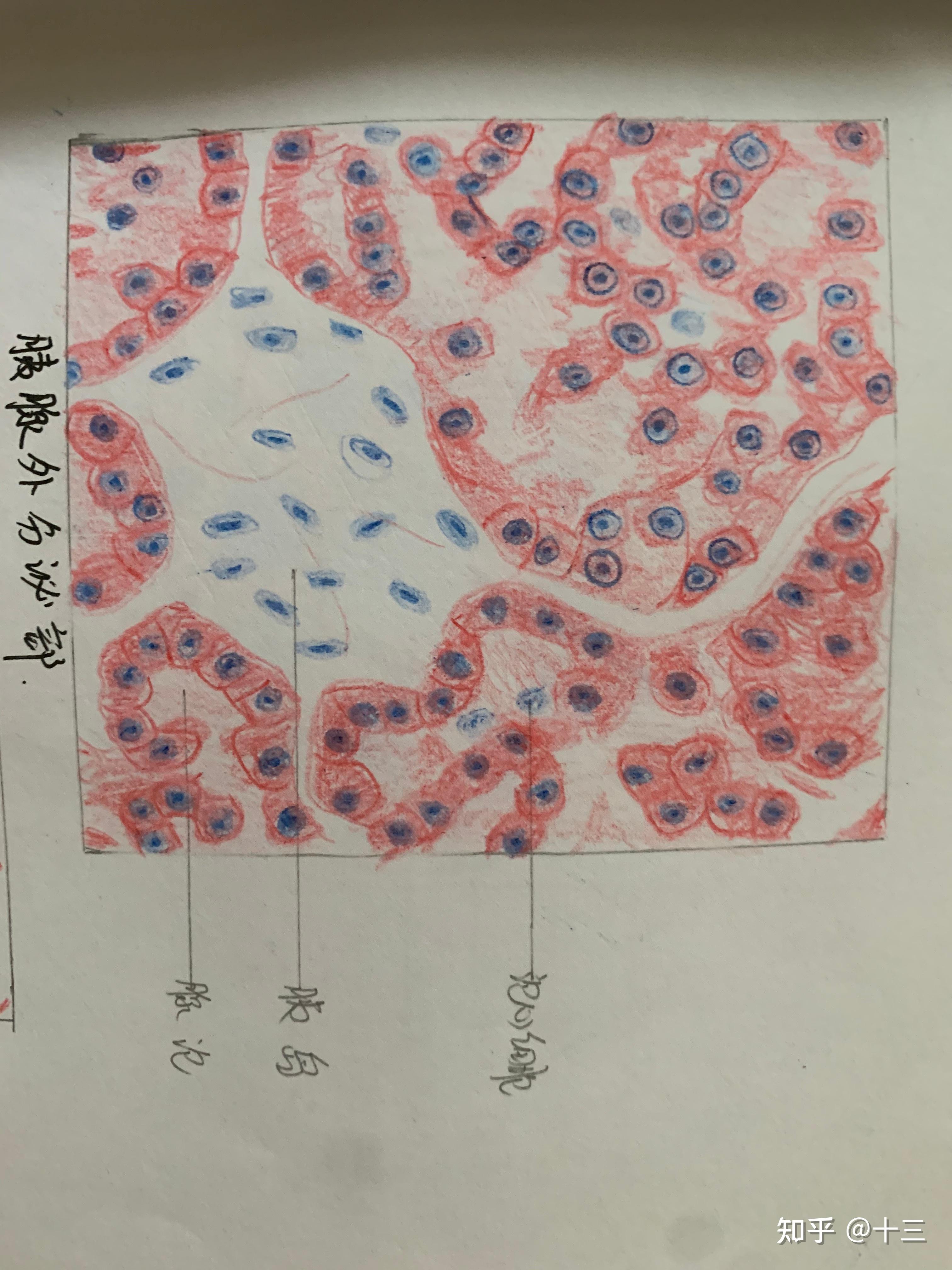 组胚实验红蓝铅笔手绘图 
