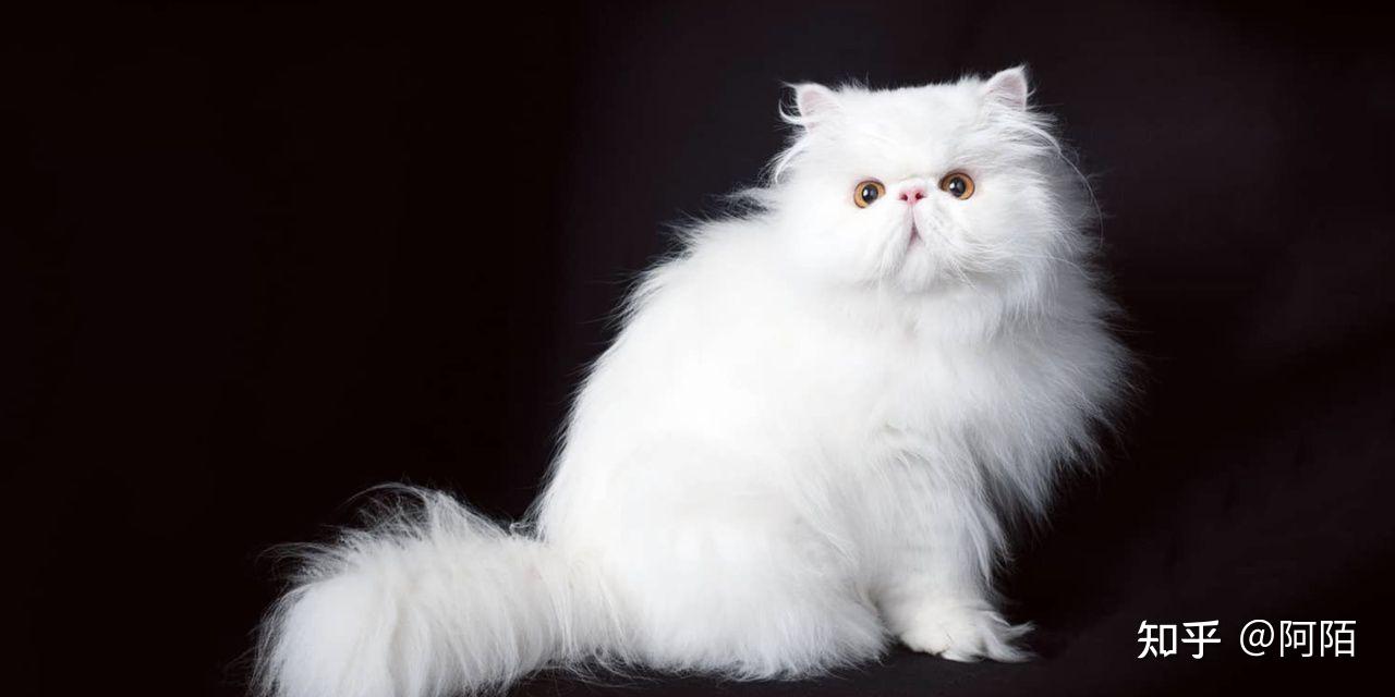 波斯猫的特点有什么品种?