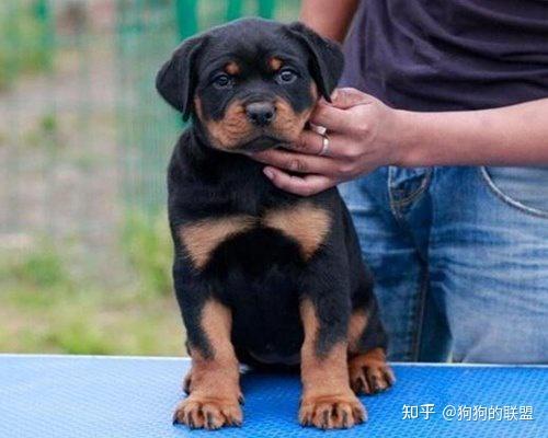 狗界最"忠心"的5种狗,绝不会忘恩负义,养过的人都说真香!