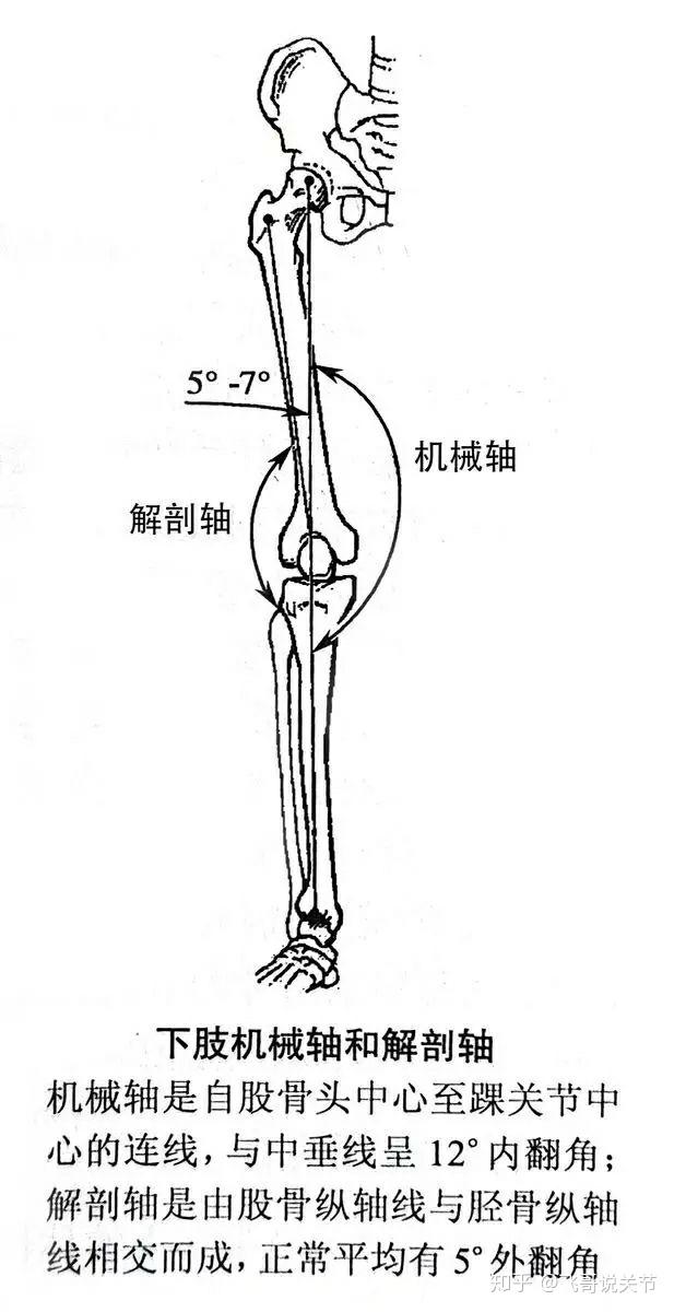 的内翻角,此线常通过膝关节中心;解剖轴是连接股骨纵轴和胫骨纵轴的线