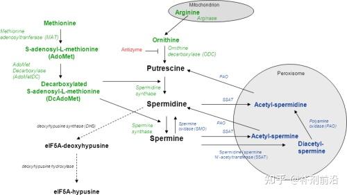 补剂前沿 | NNB®Nutrition-Puremidine™ 高纯度亚精胺,仅需0.3-0.4毫克即可增强细胞自噬 - 知乎