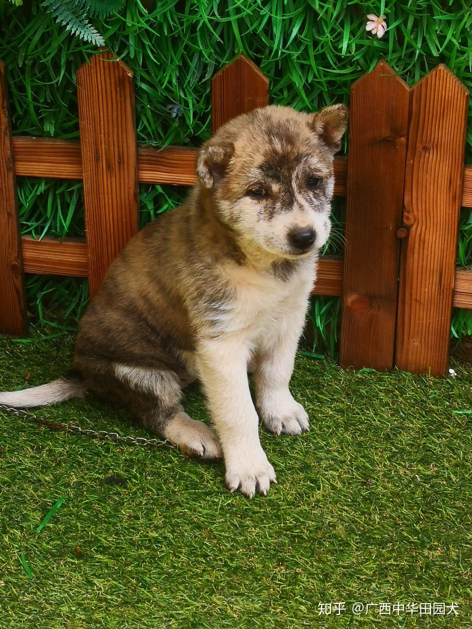 广西土猎 纯种的中华田园犬   不比外国的品种犬差