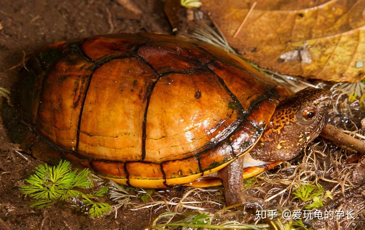 蛋龟——斑纹泥龟 - 知乎