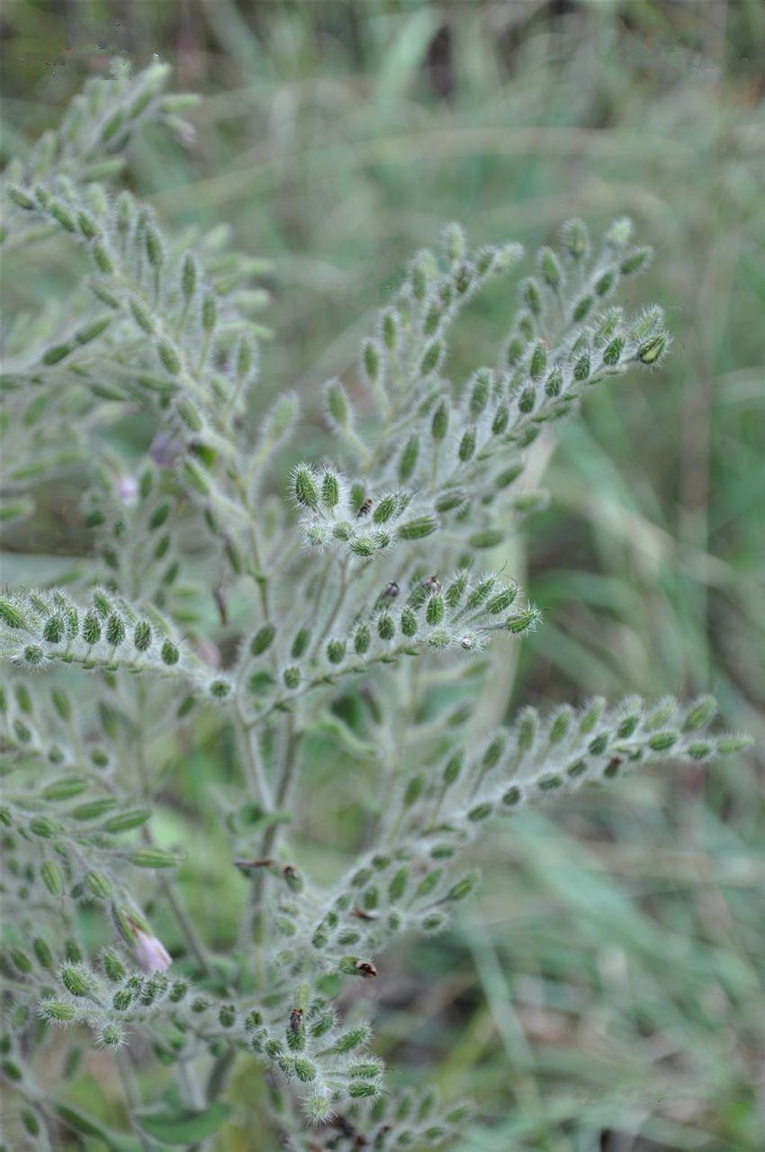 紫草科花卉:滨紫草及其他