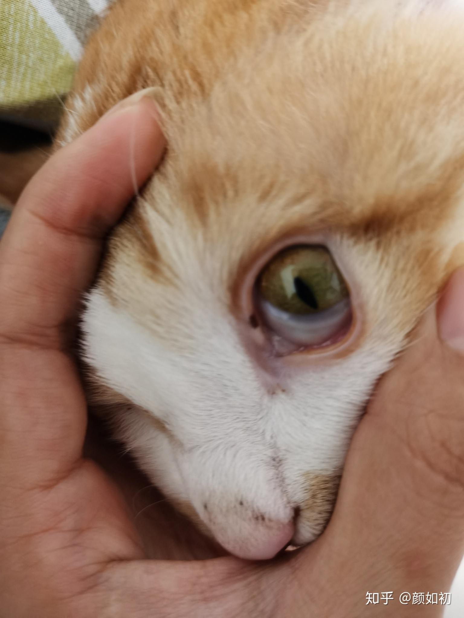 猫咪眼睑上有黑斑是怎么回事