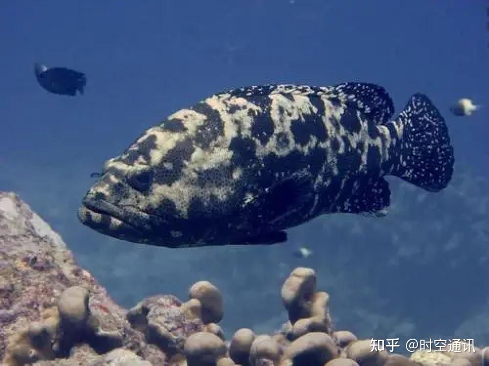 世界上最深的深海鱼图片