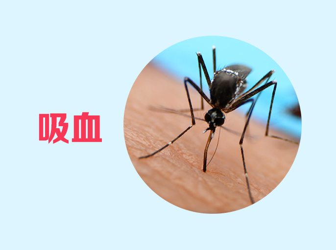 蚊子从交配吸血产卵全流程图及视频详解