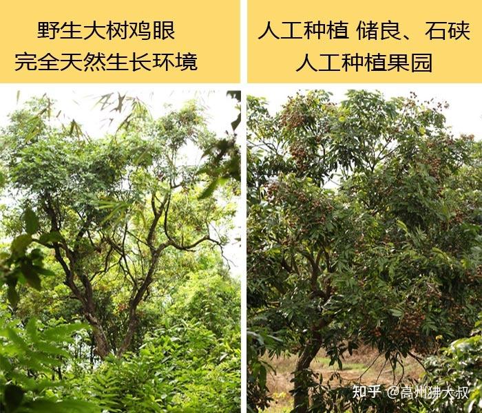 【科普】本地鸡眼-高州桂圆肉中的贵族