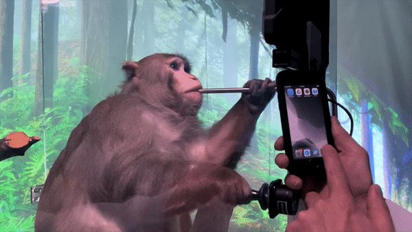 马斯克脑机接口最新突破猴子用意念玩游戏