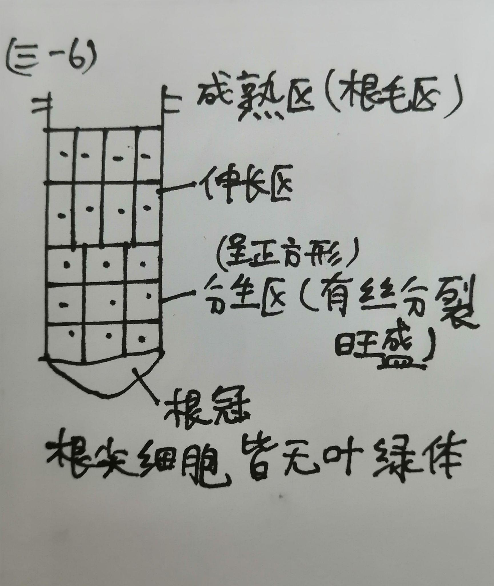 6,根尖结构示意图如图(三