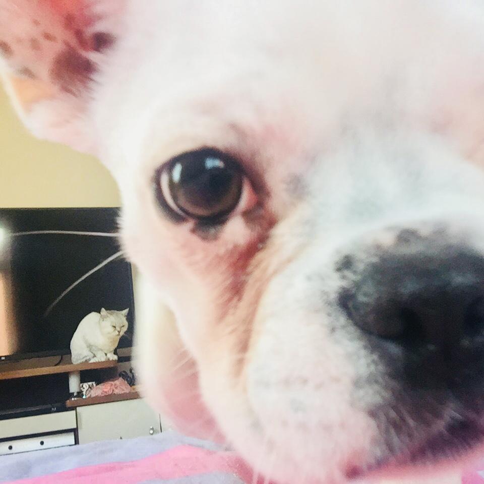 猫狗一起养是种怎样的体验?