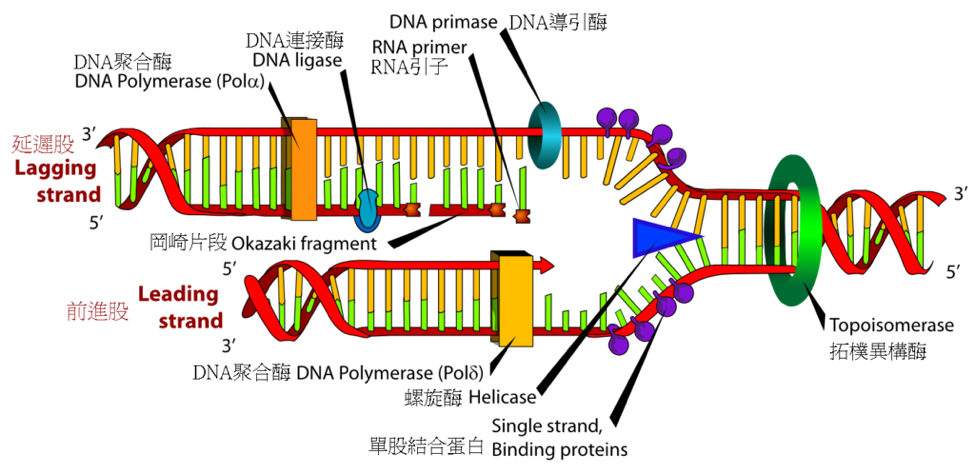 dna分子复制过程图图片