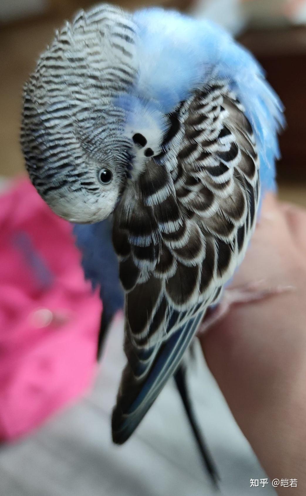 虎皮鹦鹉可爱可耐