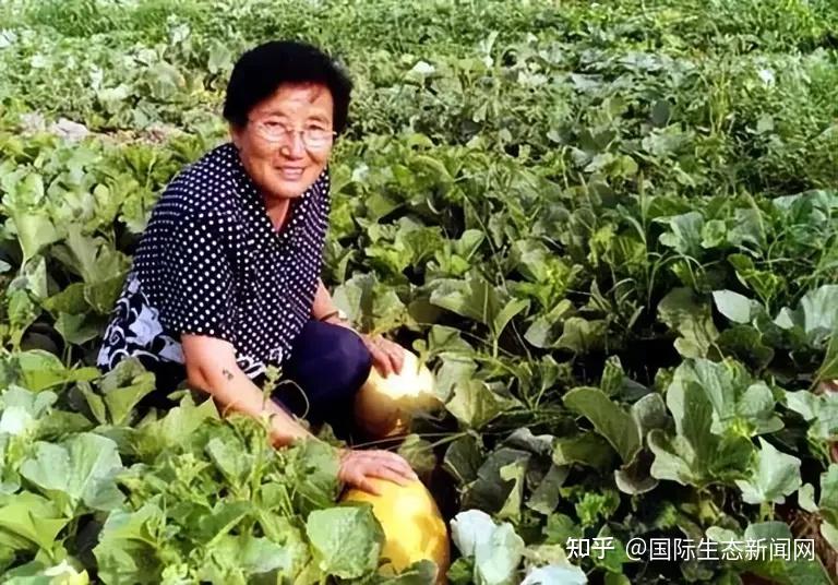 科学家精神 | 致敬!“麒麟”西瓜、“8424”西瓜,都出自这位奶奶之手 - 知乎