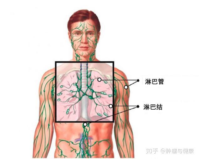 和身体其他部位一样,胸部有淋巴管和淋巴结组成的网络,它携带氧气和