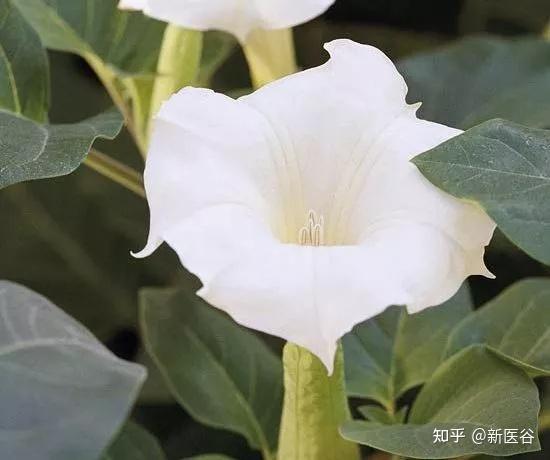 谷谷给你介绍曼陀罗及其功效