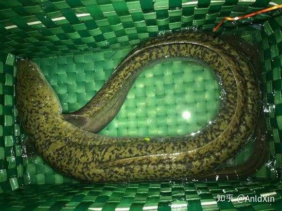 5:泰国土龙学名食蟹豆齿鳗,顾名思义,这东西连螃蟹都吃,足见其凶猛.