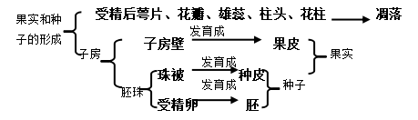 子房的发育过程图片