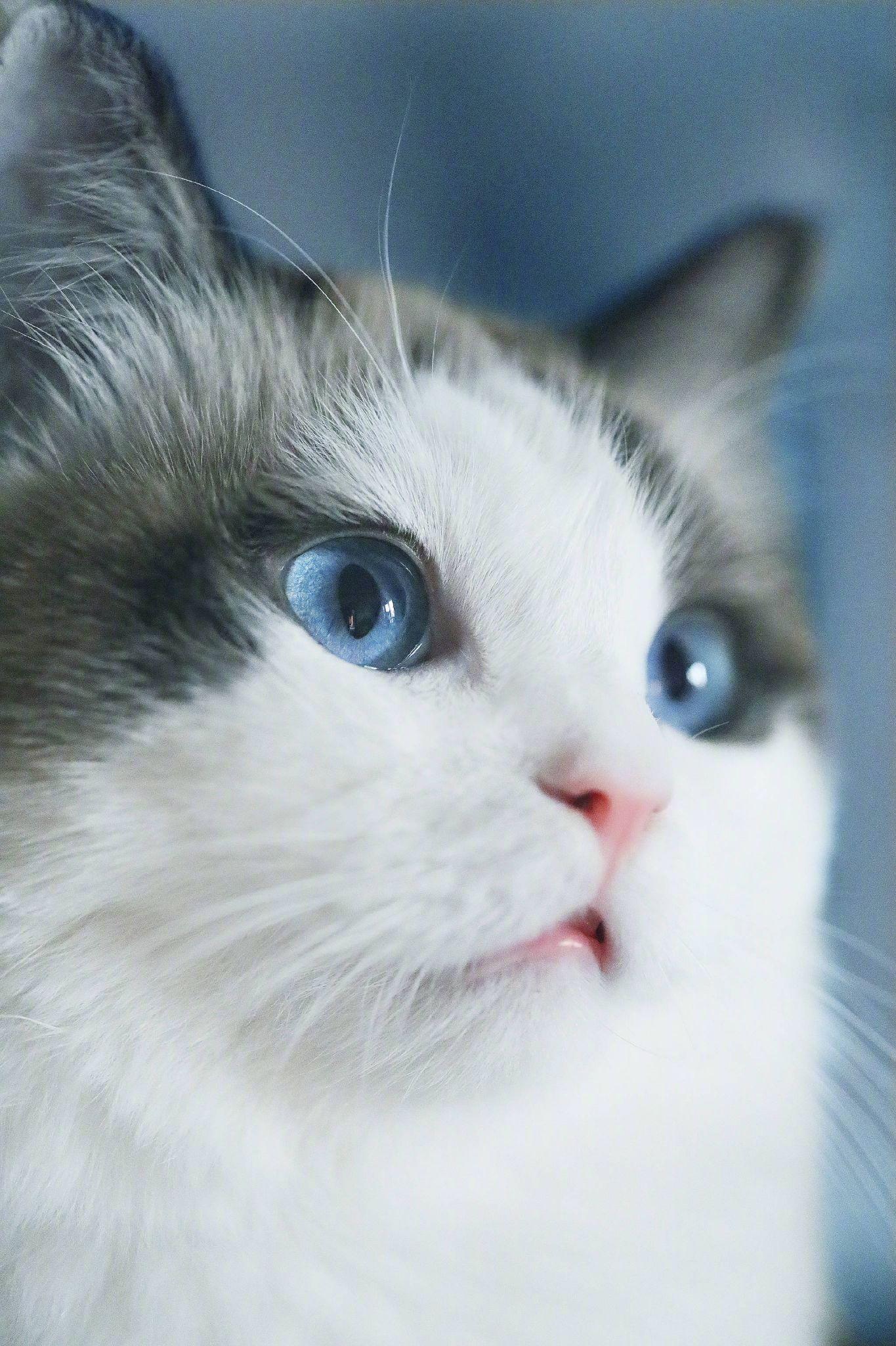 有哪些好看的猫咪壁纸或头像