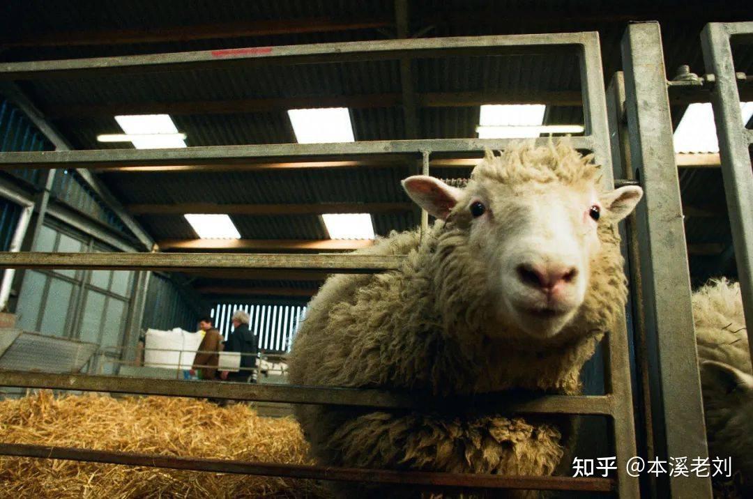 原创 为何现在很少提“克隆”了?看完克隆羊多莉的一生,你或许会明白 - 知乎