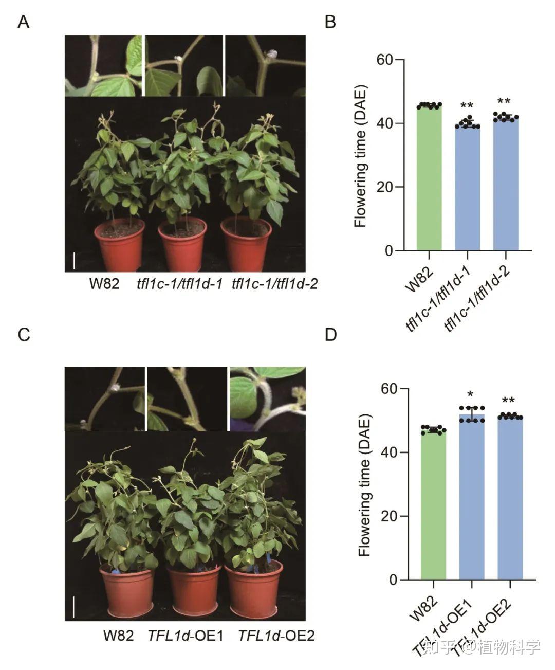 广州大学发现两个大豆TERMINAL FLOWER 1基因在长日照条件下控制大豆开花 知乎