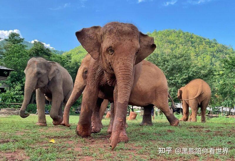 「泰国大象」这4件事必知 - 知乎