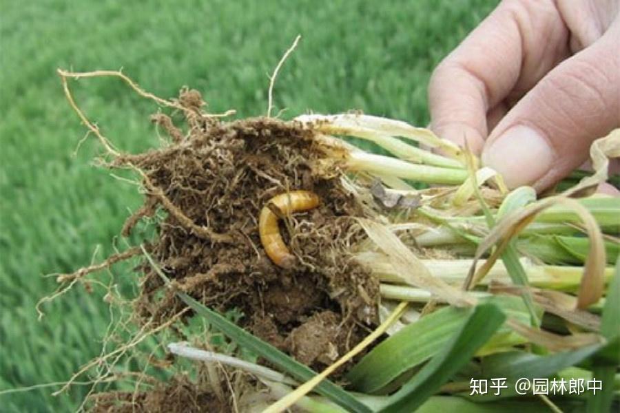 图为金针虫幼虫对小麦的危害1,首先要掌握地下害虫的高发期,提前预防.