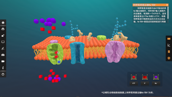 【高中生物】什么是细胞骨架,它的微观结构以及与之对应的功能是怎样的? - 知乎