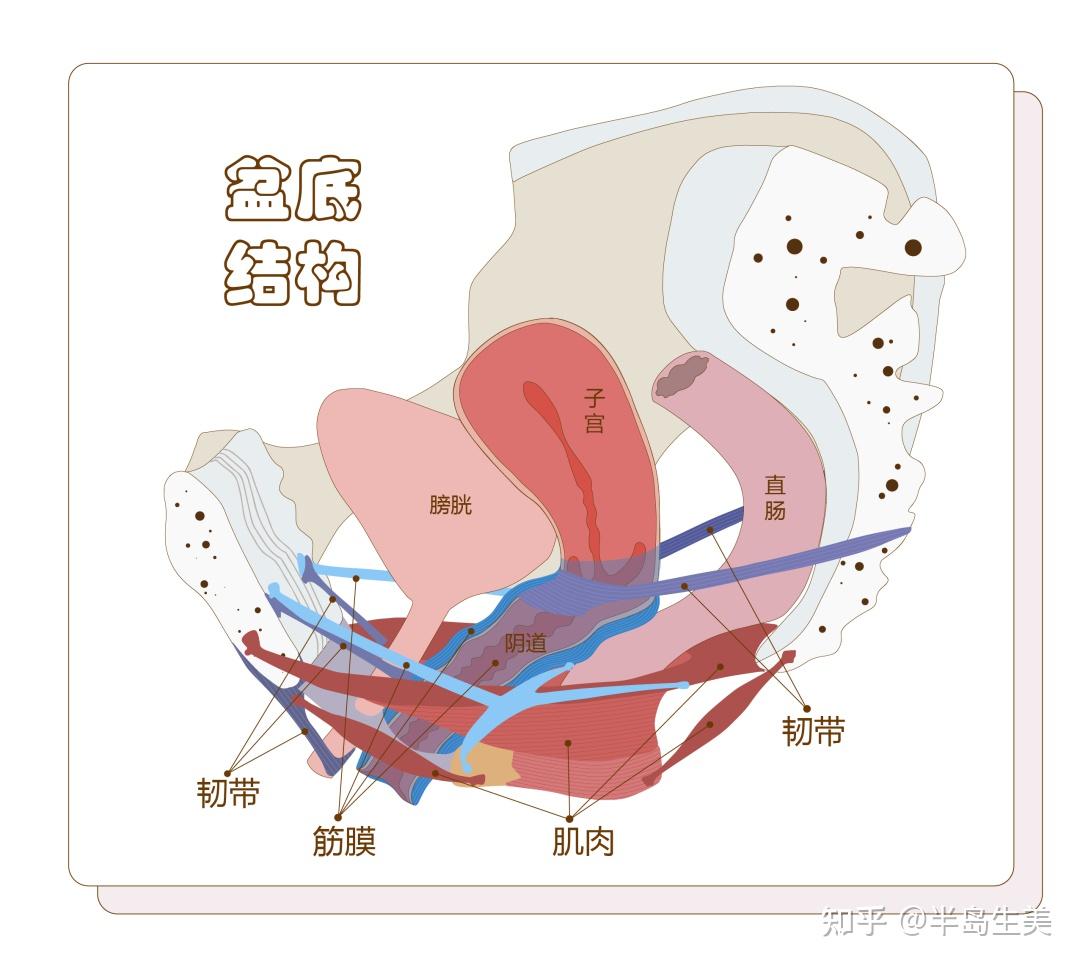 盆底肌结构解剖图图片