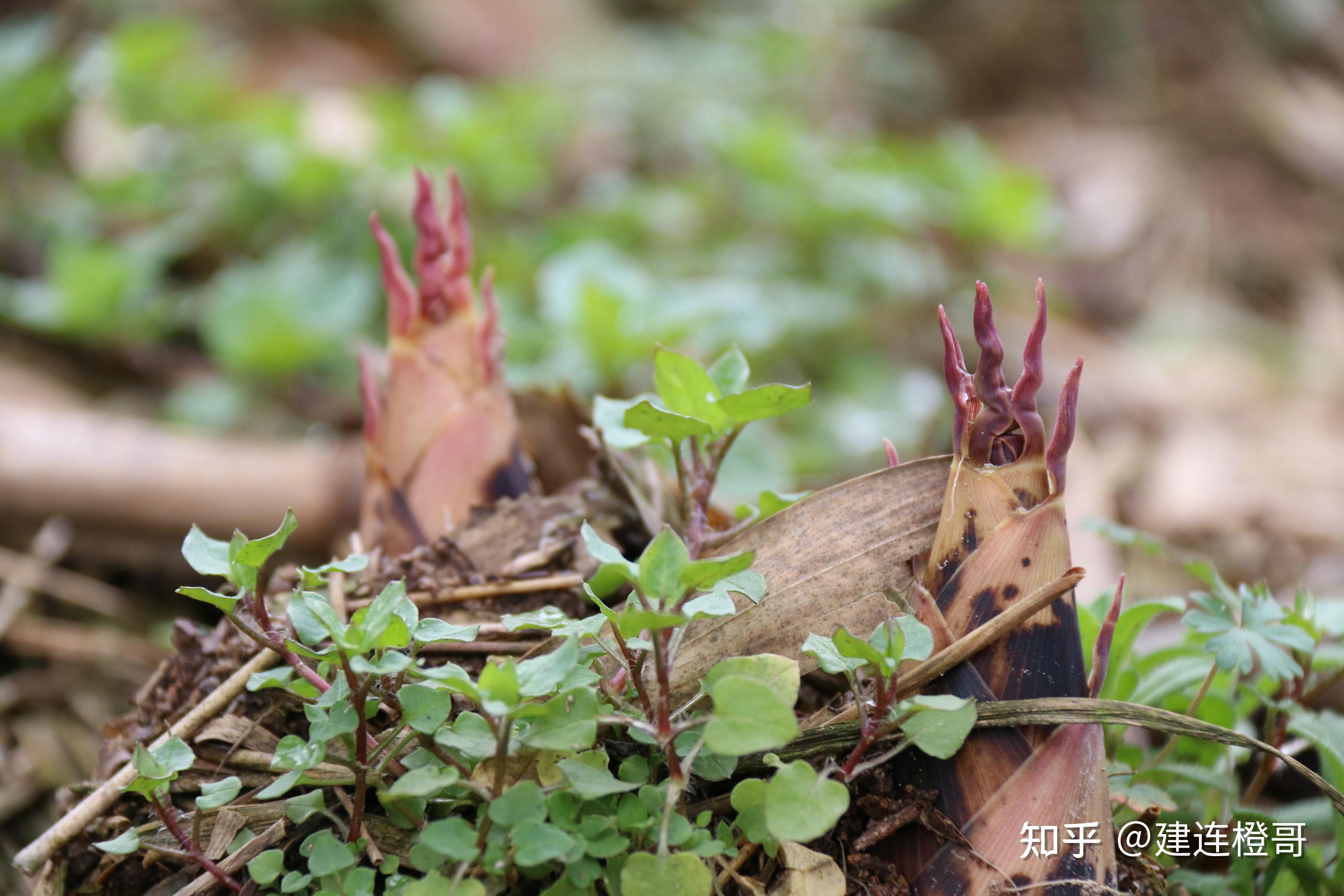 這是你沒吃過的菜天目山春筍臨安雷筍新鮮出土了春天的味道