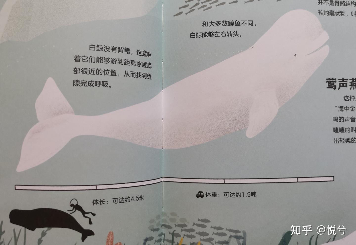 有趣又有料的海洋绘本——《鲸鱼的世界》 - 知乎