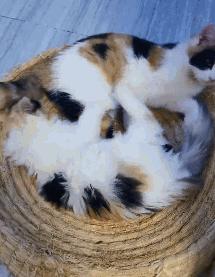 很多人嫌弃的“三花猫”，为什么被称为猫界的女神？ - 知乎