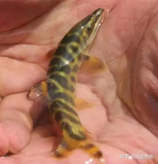 因为中华沙鳅的体色艳丽,体表有美丽的斑纹,是一种非常美丽的鱼类