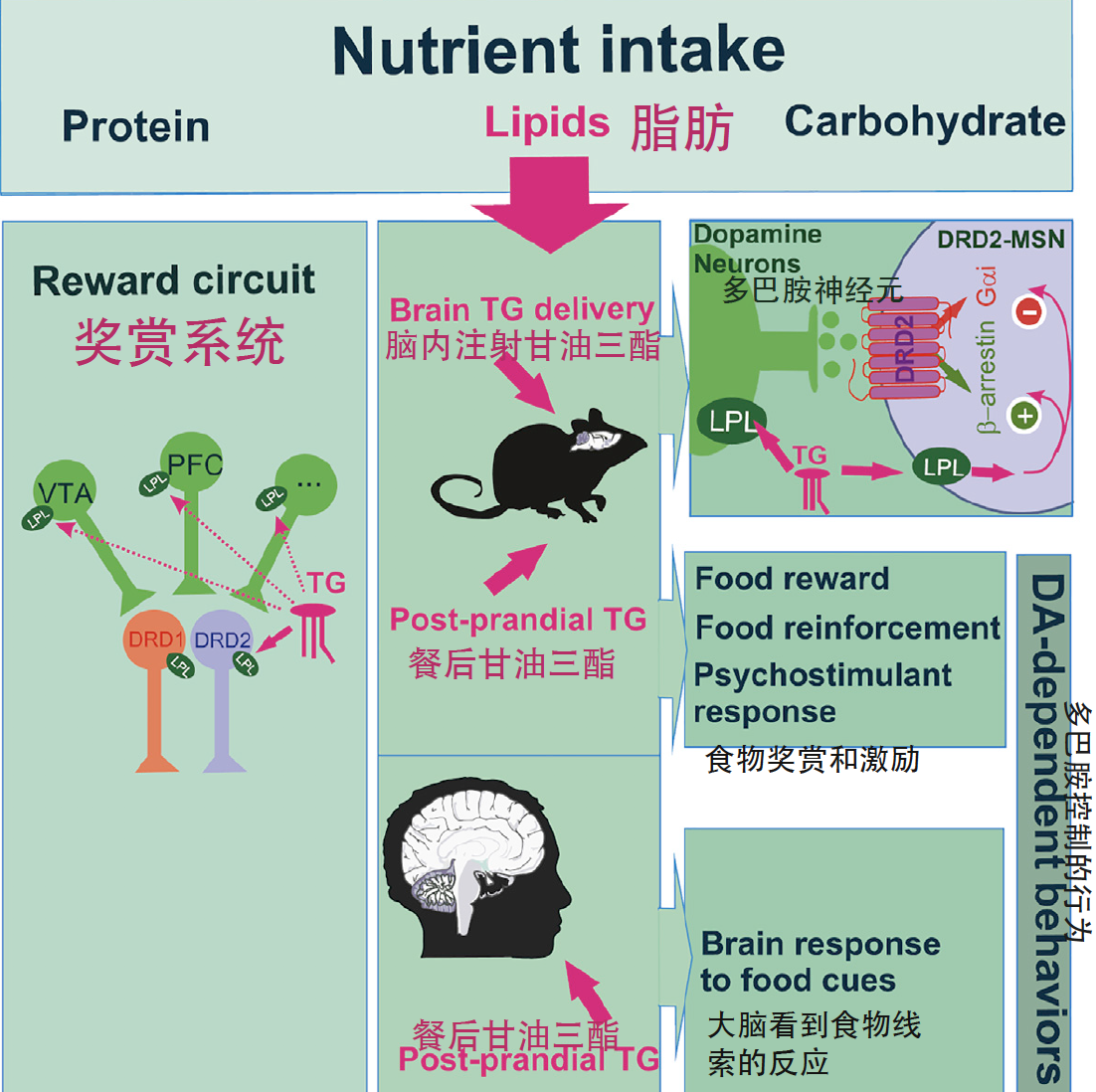 暴饮暴食 可能是因为你血液中逐渐升高的甘油三酯 知乎