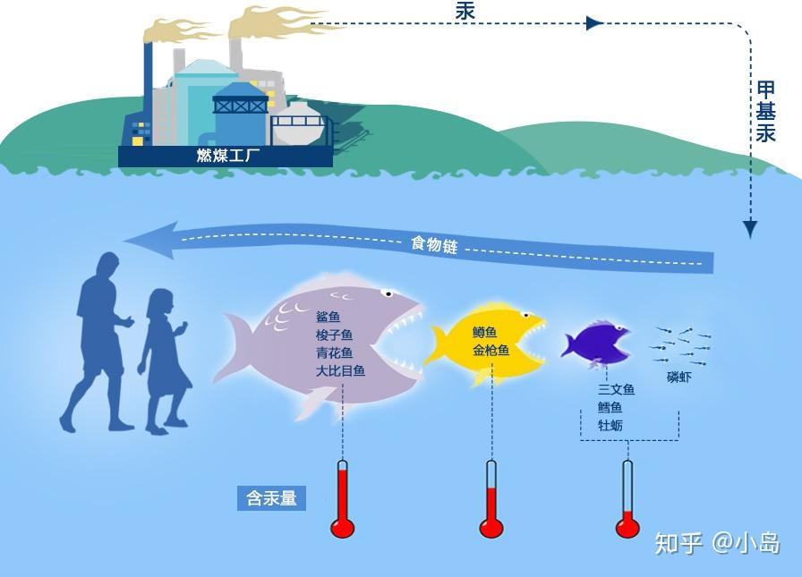 生物富集示意图图片