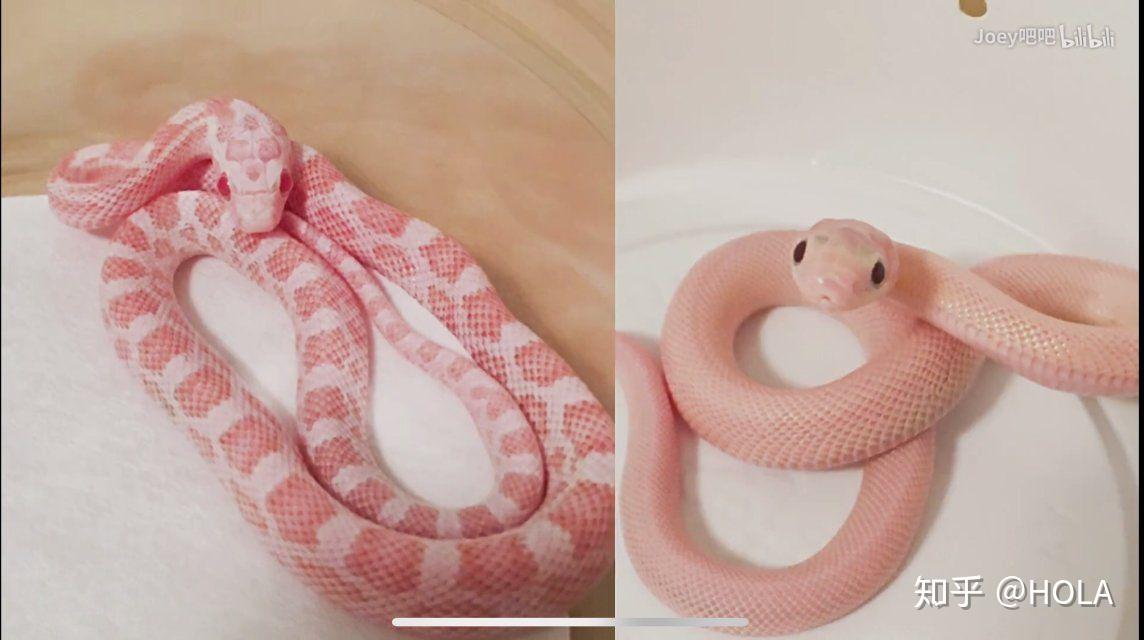 你为宠物蛇拍过哪些萌萌哒视频