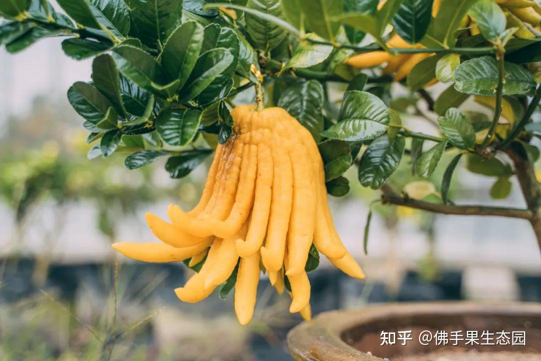科普小课堂 | 佛手有千秋,品种大不同! - 知乎