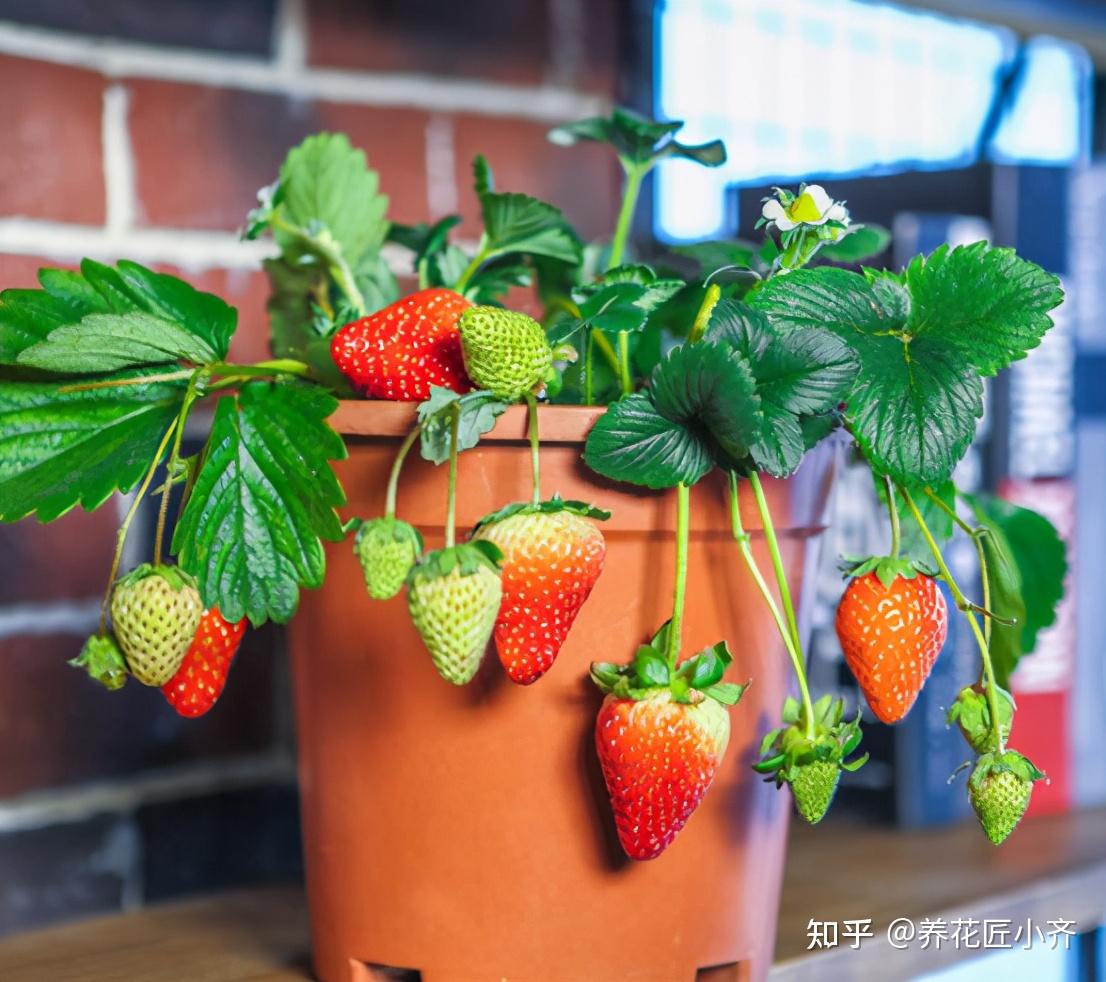 草莓籽怎么种植方法简单，花盆种草莓种子的方法