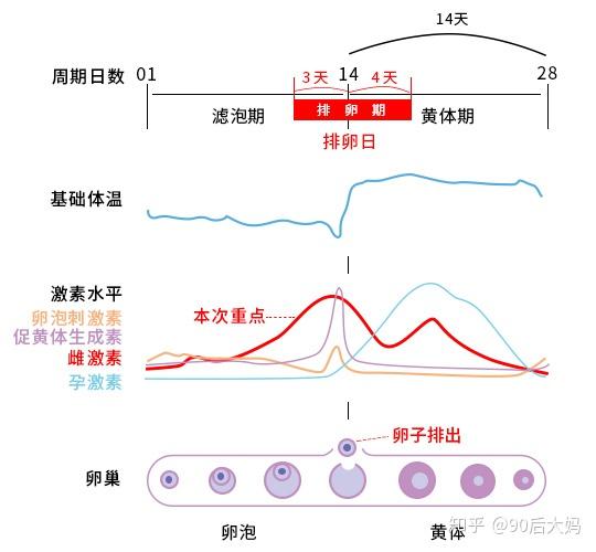 整理了一张周期激素变化图建议收藏