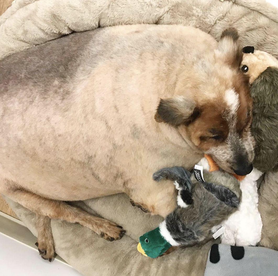 1年暴瘦50斤,狗都减肥成功了,你怎么还胖着? - 知乎