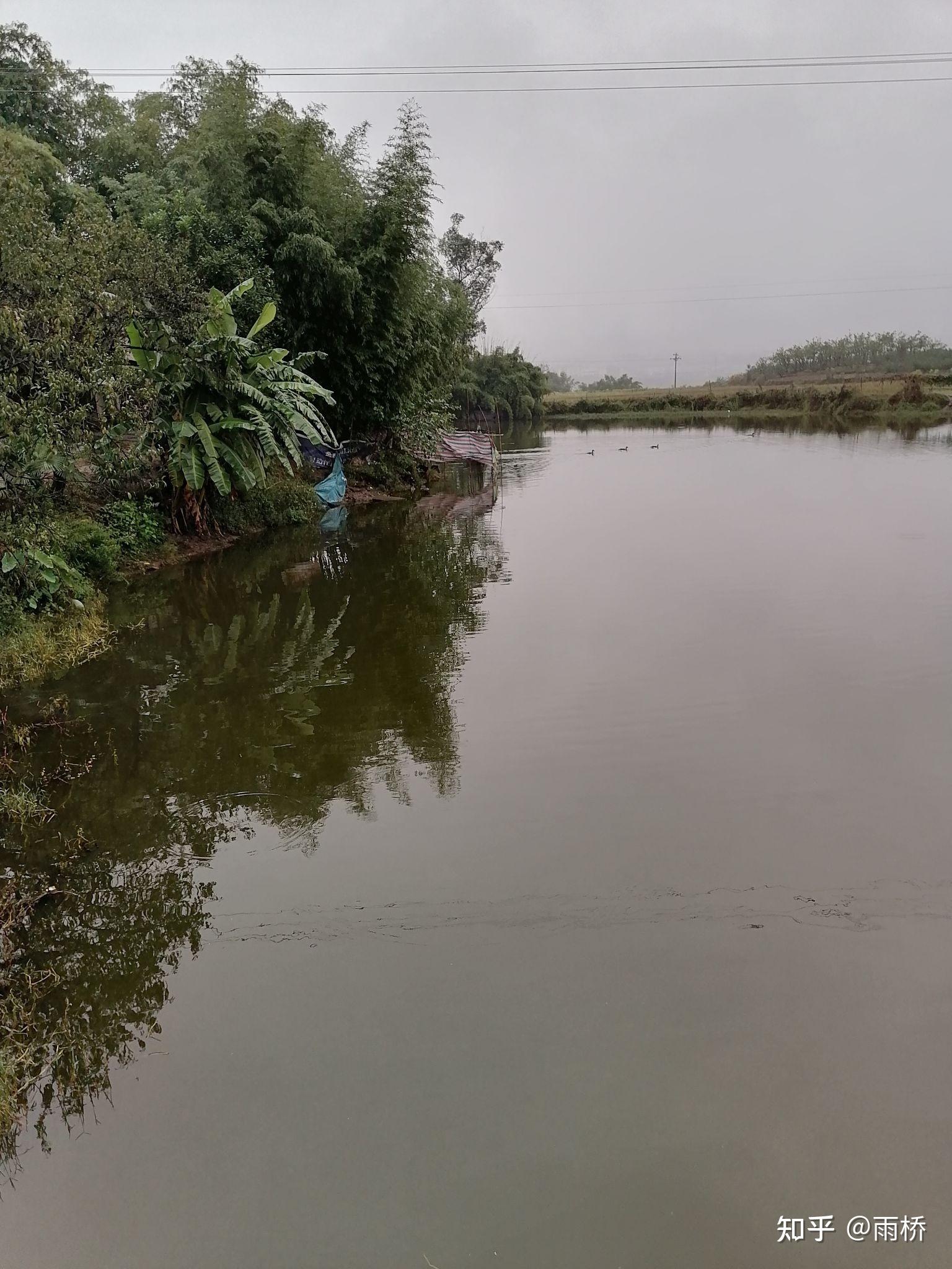如梦如幻的乡村池塘
